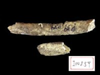 藏品(犀胸肋骨)的圖片